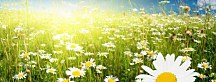 Obraz Panoráma Kvetov zs18510